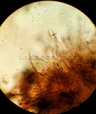 Ionomidotis irregularis image