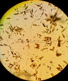 Ionomidotis irregularis image
