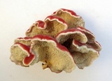 Byssomerulius incarnatus image