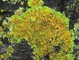 Xanthoria ulophyllodes image