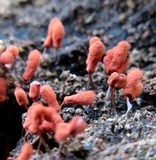 Arcyria denudata image