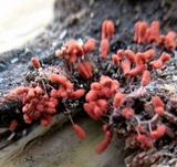 Arcyria denudata image