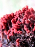 Arcyria denudata image