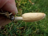 Coprinopsis cinerea image