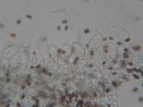 Coprinopsis cinerea image