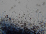 Coprinopsis cinerea image
