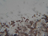Coprinopsis cinerea image