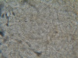 Coprinopsis cinerea image