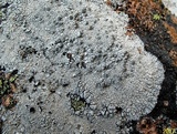 Lecanora rupicola var. rupicola image