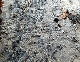 Lecanora rupicola var. rupicola image