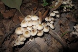 Mycena inclinata image