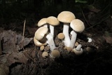 Asterophora lycoperdoides image