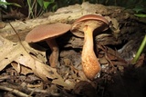 Bothia castanella image