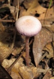 Laccaria amethystina image