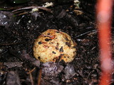 Rhizopogon ochraceorubens image