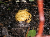 Rhizopogon ochraceorubens image