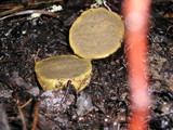 Rhizopogon ochraceorubens image