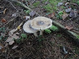 Amanita brunnescens image