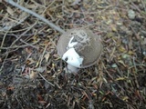 Amanita porphyria image
