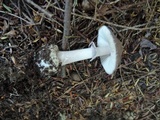 Amanita porphyria image