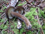 Lactarius lignyotus var. nigroviolascens image