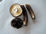 Lactarius lignyotus var. nigroviolascens image