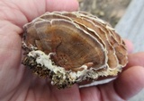 Gloeoporus dichrous image