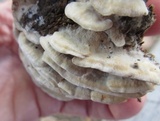Gloeoporus dichrous image