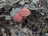 Suillus spraguei image