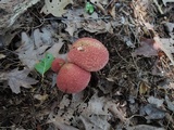 Suillus spraguei image