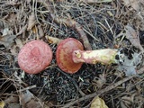 Suillus spectabilis image