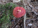 Suillus spectabilis image
