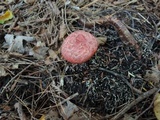 Suillus spectabilis image