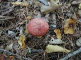 Suillus spectabilis image
