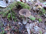 Leccinum snellii image