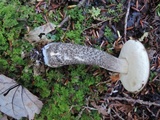Leccinum snellii image