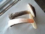 Leccinum snellii image