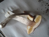 Leccinum snellii image