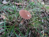 Austroboletus gracilis image