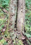 Ganoderma lobatum image