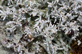 Pycnothelia papillaria image