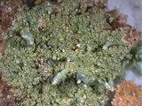 Pycnothelia papillaria image