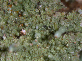 Pycnothelia papillaria image