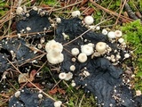 Collybia cirrhata image
