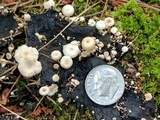 Collybia cirrhata image