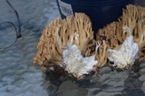 Ramaria formosa image