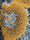 Xanthoria elegans image