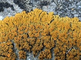 Xanthoria elegans image