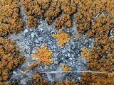 Xanthoria elegans image
