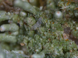 Pycnothelia papillaria image